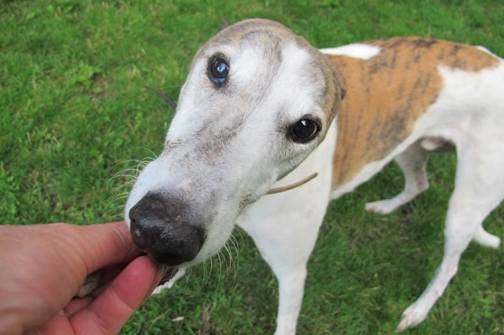 Pet Image