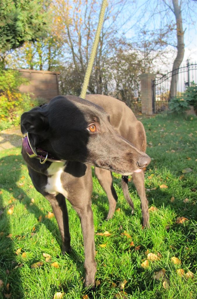 New dog listed for rescue at the Scottish Greyhound Sanctuary - Pixie