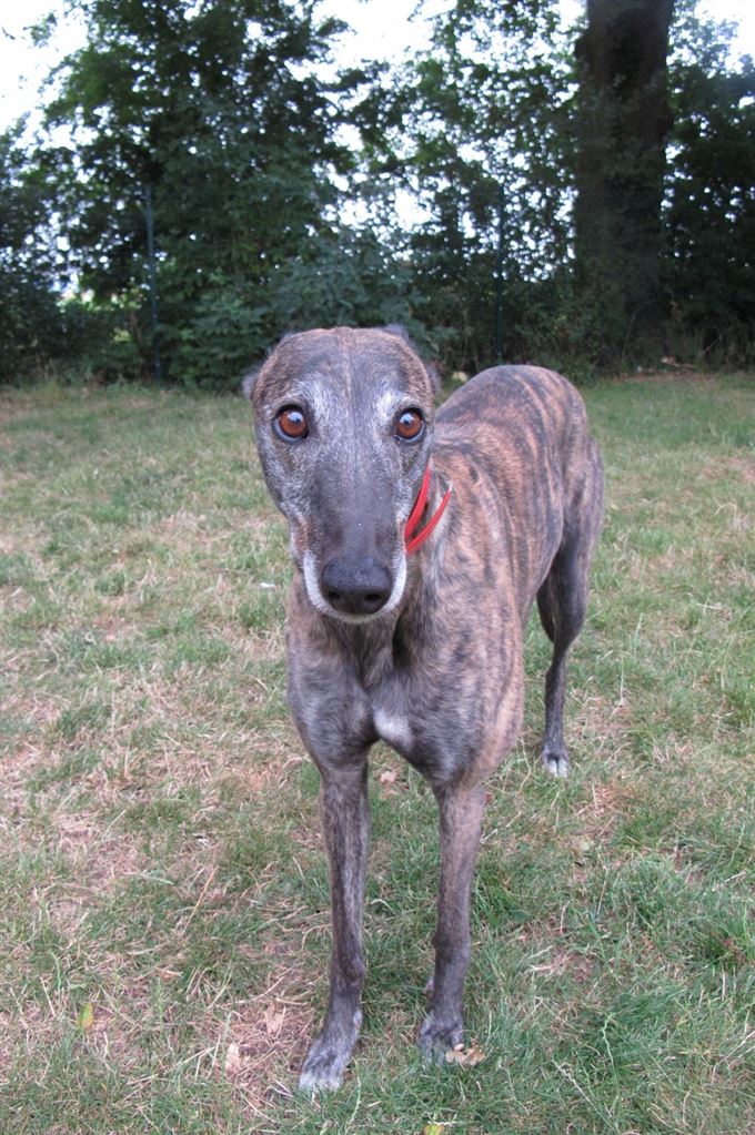 New dog listed for rescue at the Scottish Greyhound Sanctuary - Dee Dee