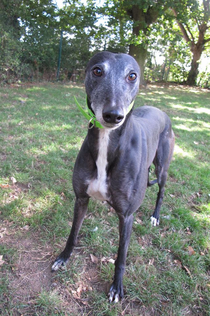 Pet Image