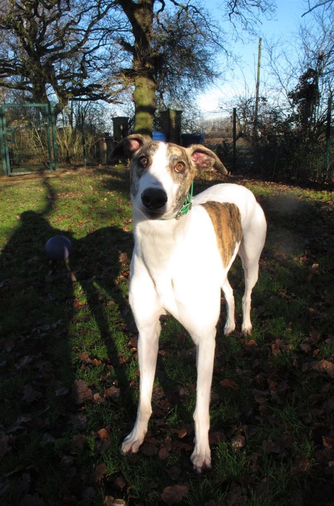 New dog listed for rescue at the Scottish Greyhound Sanctuary - Benny