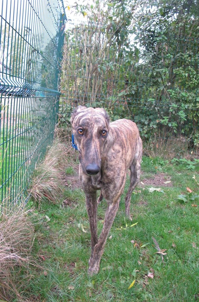 New dog listed for rescue at the Scottish Greyhound Sanctuary - Rory