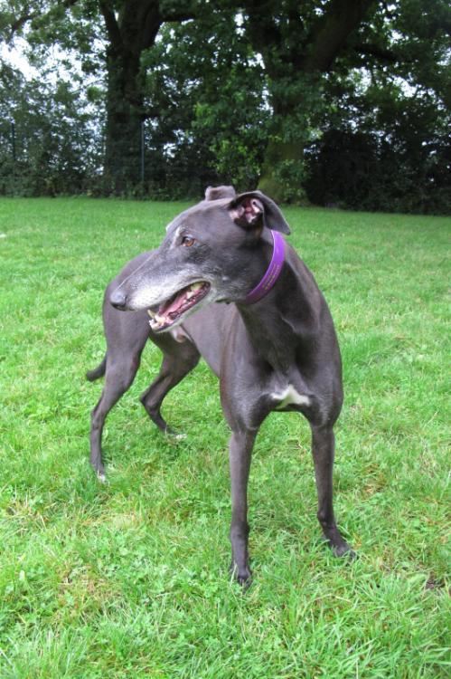 Pet Image