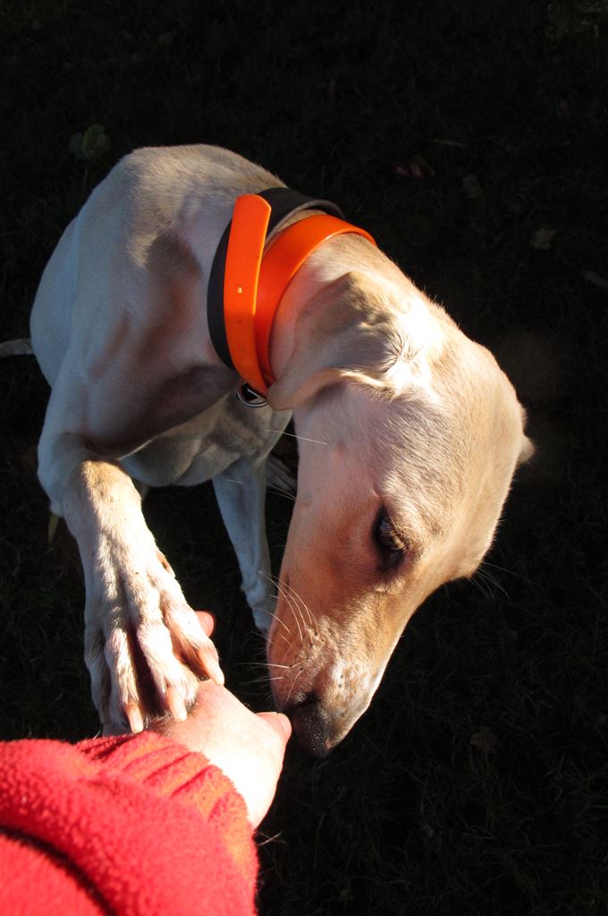 Pet Image