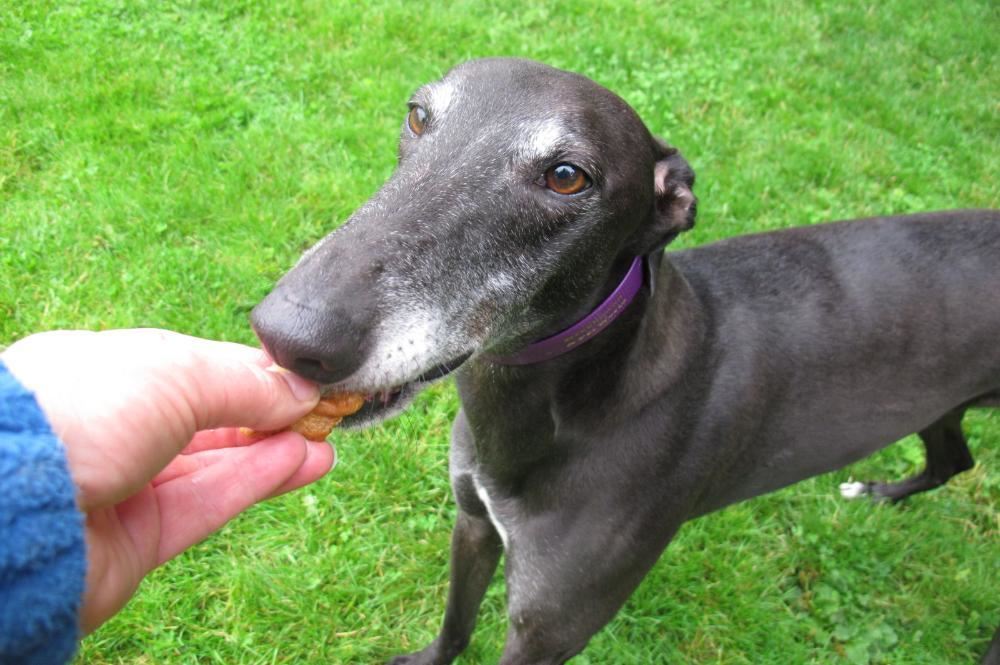 Pet Image