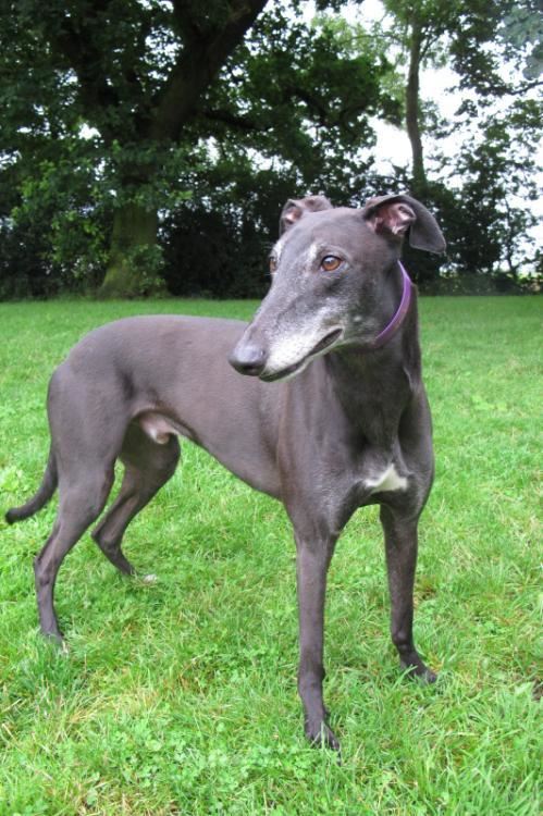 Pet Image
