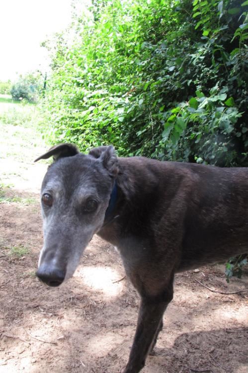 11+ Boxer Greyhound Mix