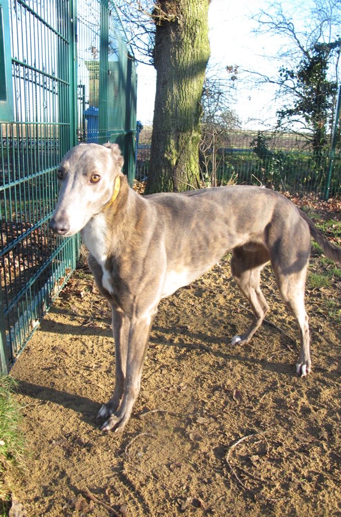 New dog listed for rescue at the Scottish Greyhound Sanctuary - Billy