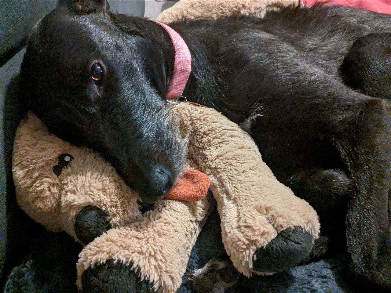 Pet Image