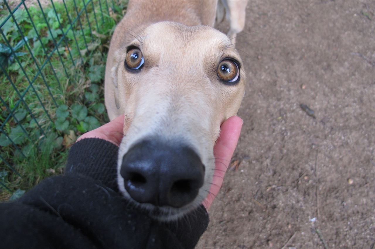 Pet Image