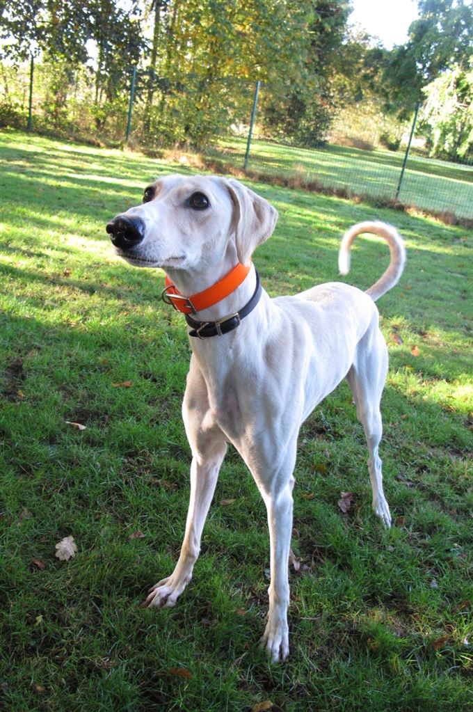 Pet Image