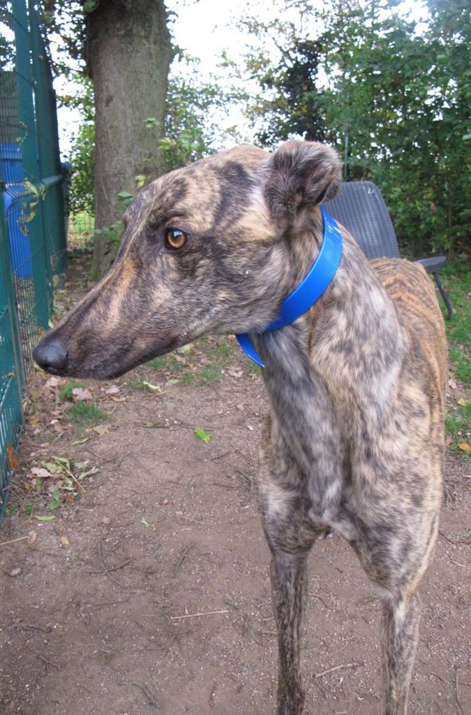 New dog listed for rescue at the Scottish Greyhound Sanctuary - Rory