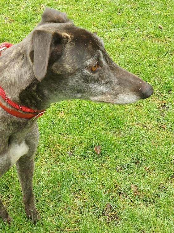 New dog listed for rescue at the Scottish Greyhound Sanctuary - Love