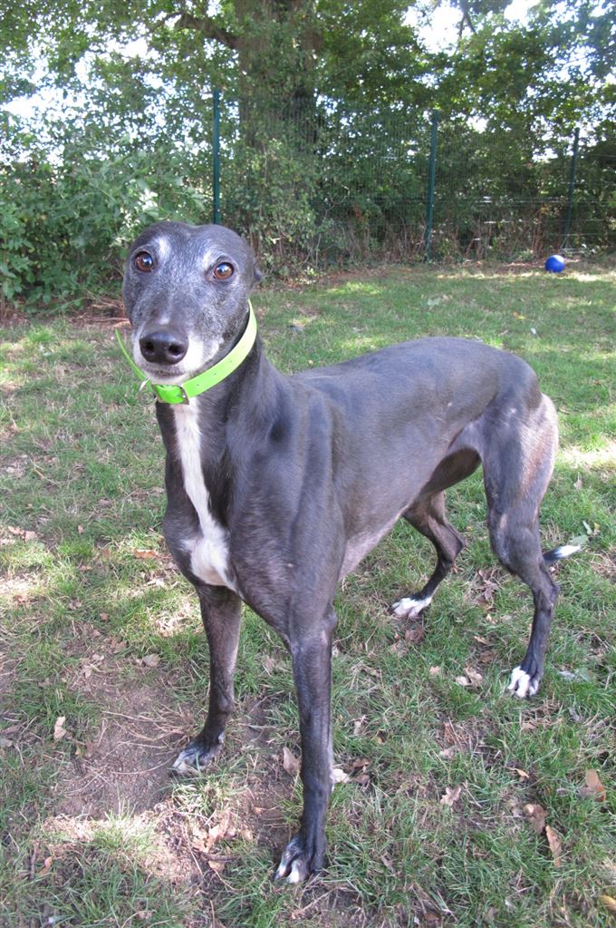 Pet Image