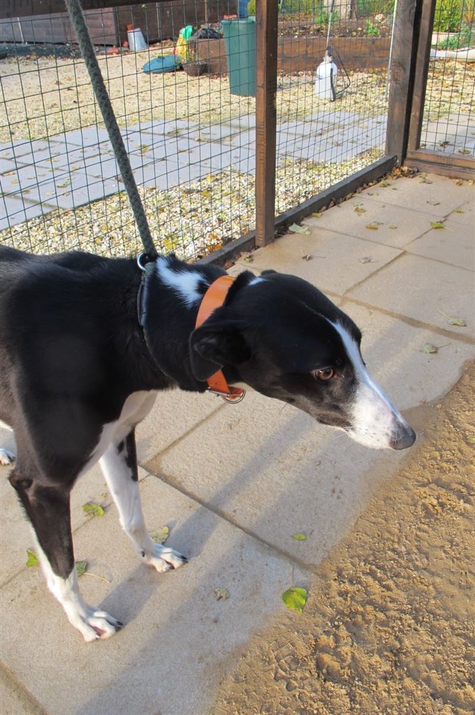 New dog listed for rescue at the Scottish Greyhound Sanctuary - Pip