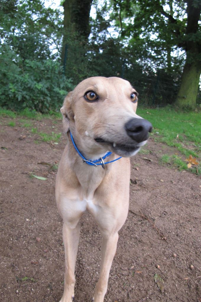 Pet Image