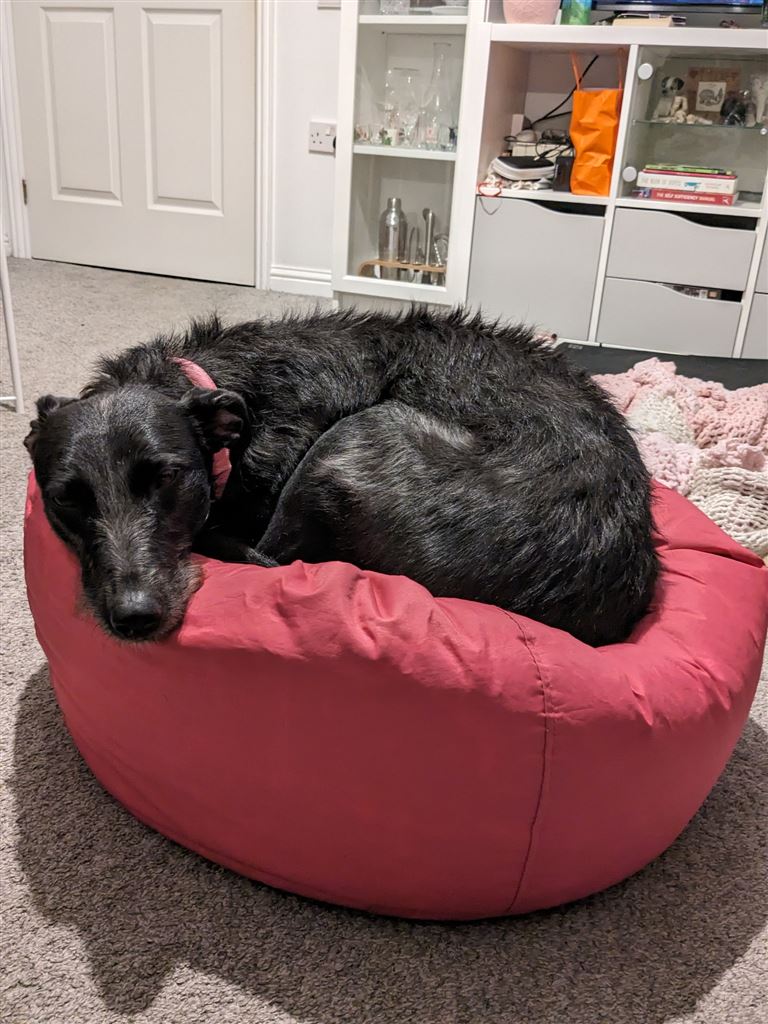 Pet Image
