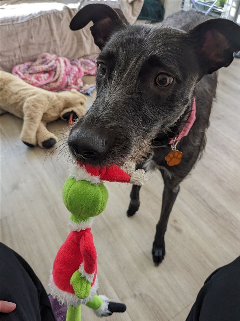 Pet Image