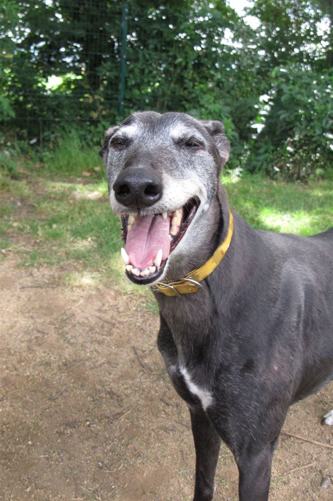 New dog listed for rescue at the Scottish Greyhound Sanctuary - Dolly
