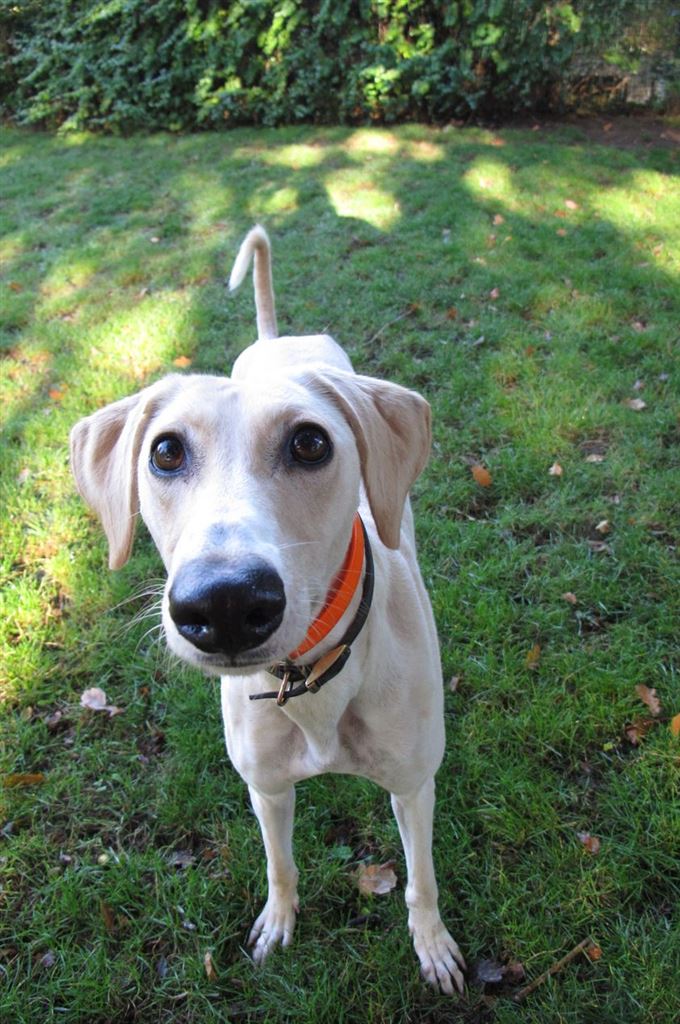 Pet Image
