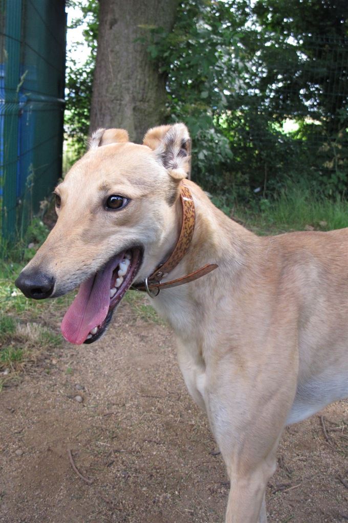 New dog listed for rescue at the Scottish Greyhound Sanctuary - Missy