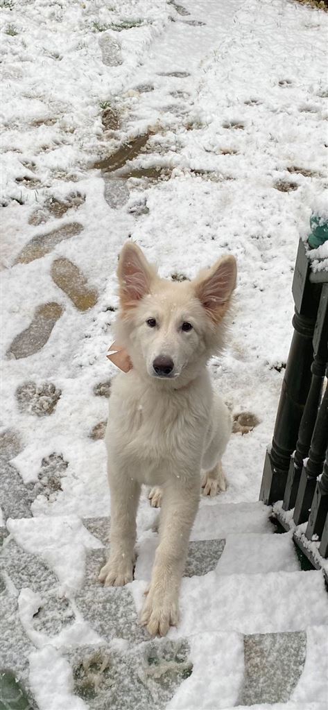 Pet Image
