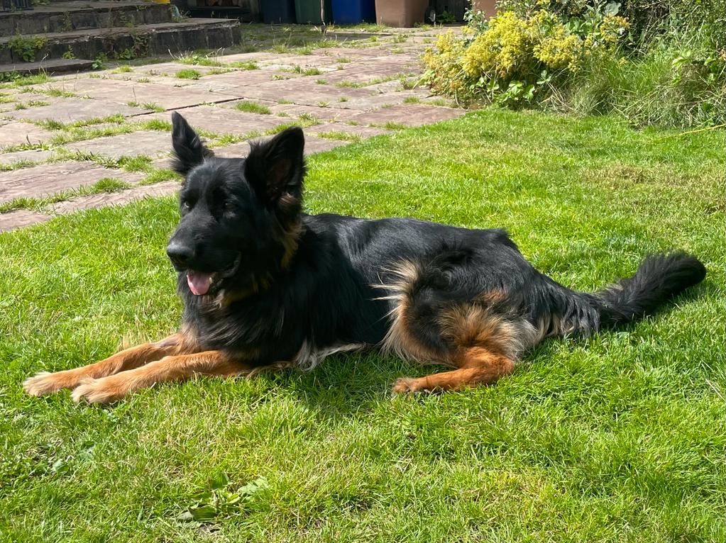 New dog listed for rescue at the Second Chances German Shepherd Rescue - Bear