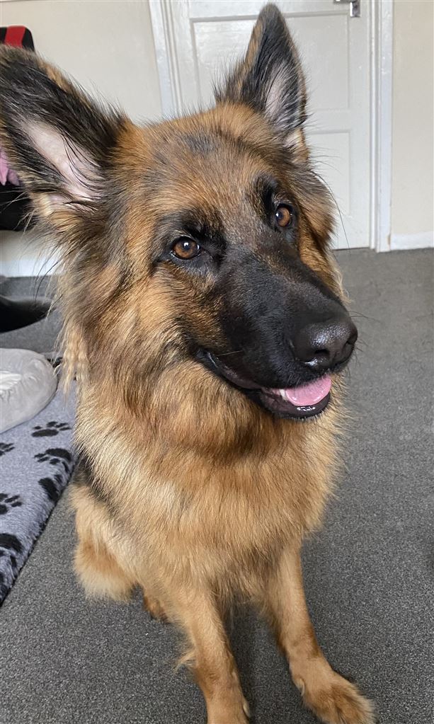 New dog listed for rescue at the Second Chances German Shepherd Rescue - Roxy