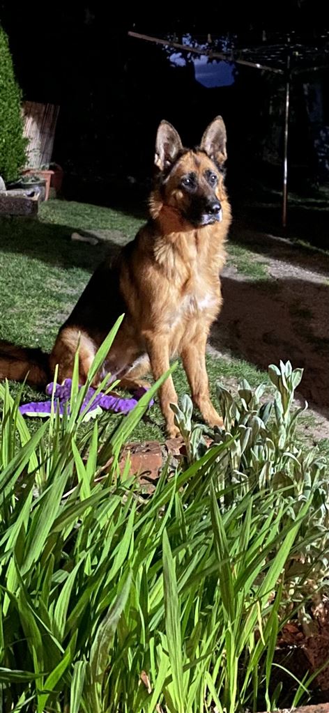 New dog listed for rescue at the Second Chances German Shepherd Rescue - Suzie