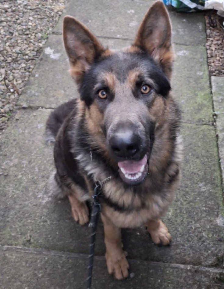 Pet Image