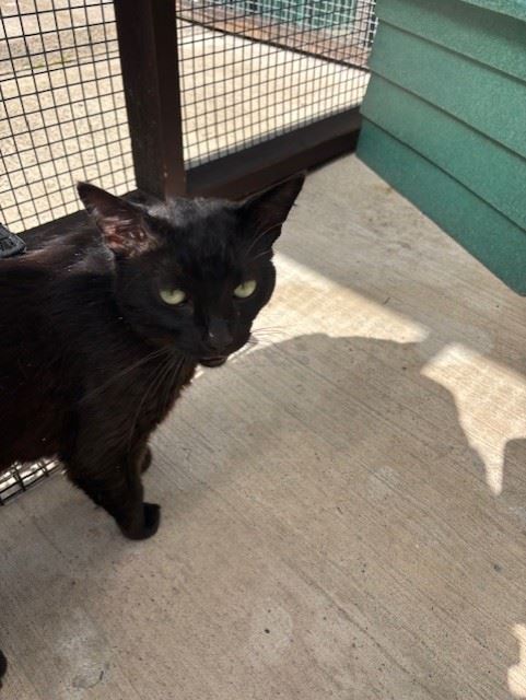 Pet Image