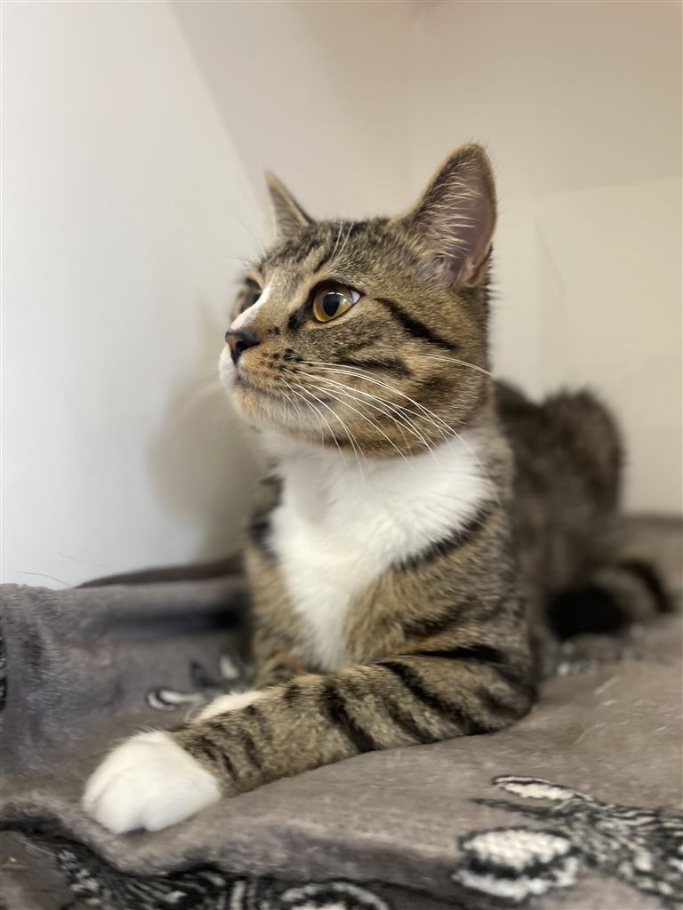 Pet Image