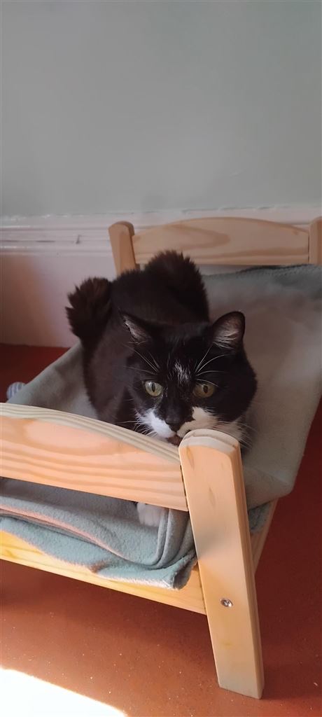 Pet Image