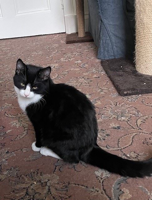 New cat listed for rescue at the Edinburgh Cat Protection League - Hugo