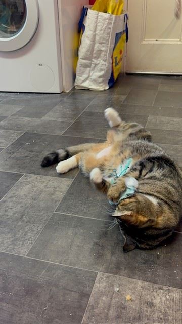 Pet Image