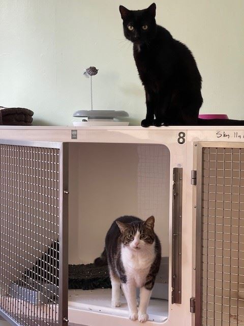 New cats listed for rescue at the Edinburgh Cat Protection League - Atticus & Belle