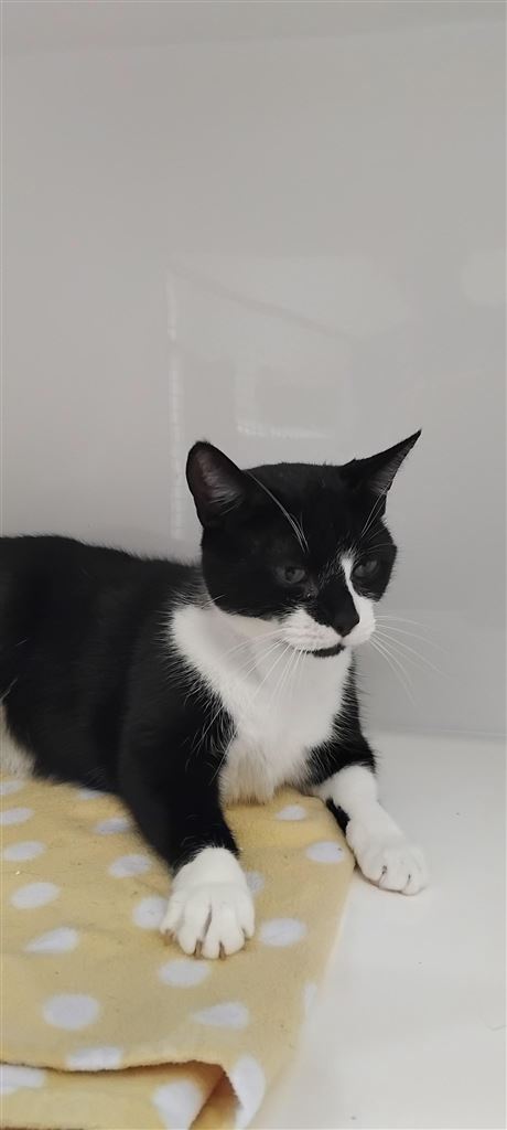 Pet Image