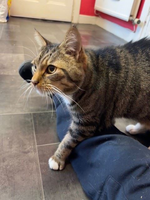New cat listed for rescue at the Edinburgh Cat Protection League - Kevin