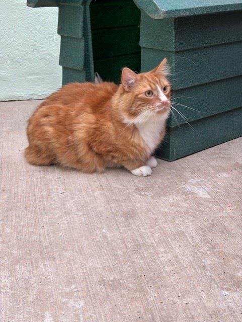 Pet Image