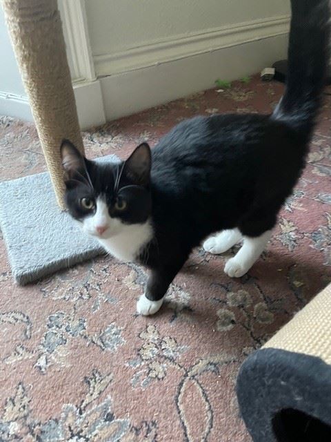 Pet Image