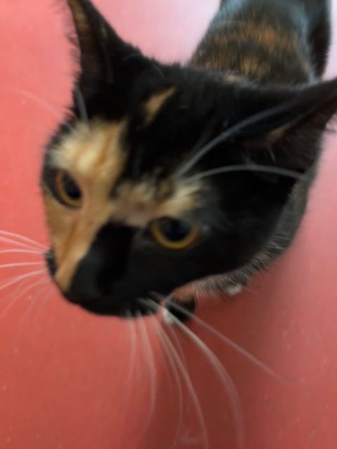 Pet Image