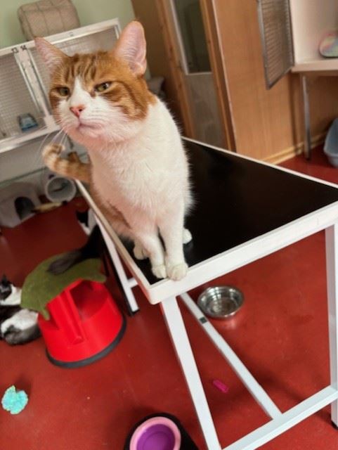 Pet Image