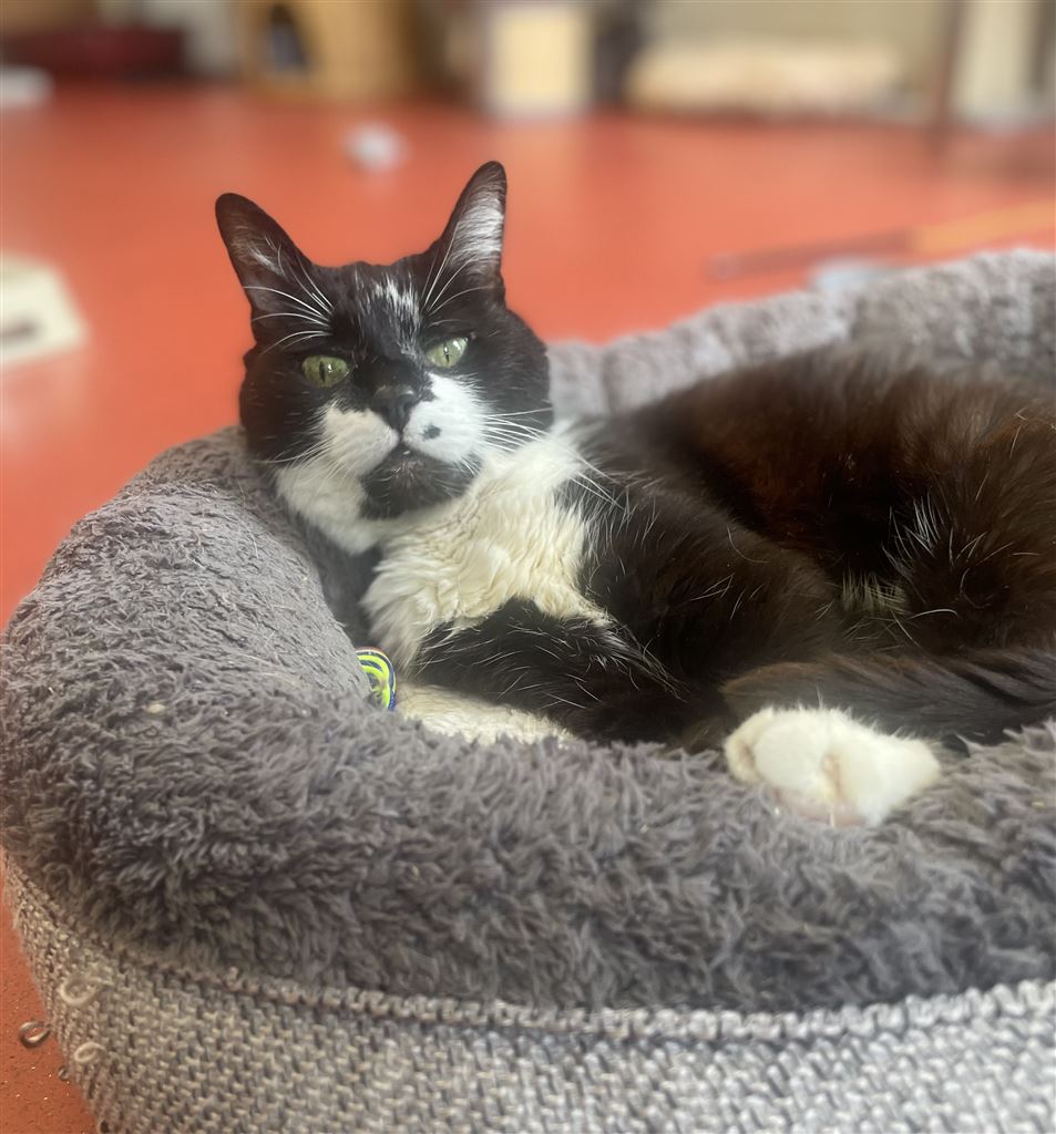 Pet Image