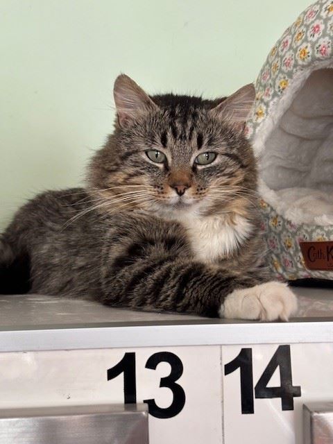 New cat listed for rescue at the Edinburgh Cat Protection League - Hamish