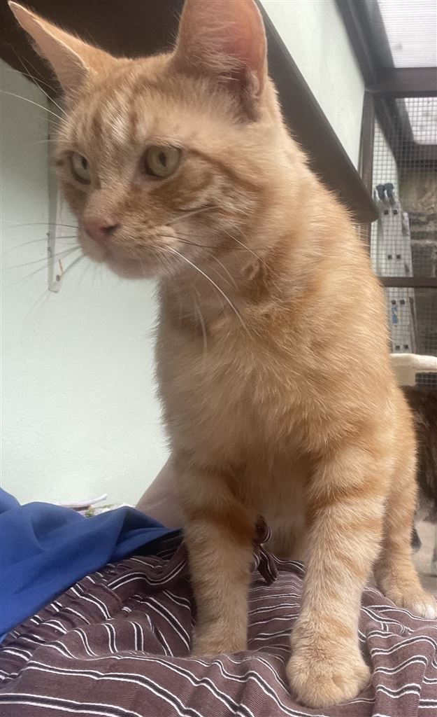 Pet Image