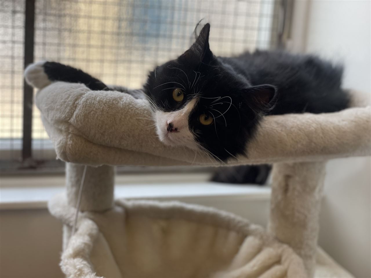 New cat listed for rescue at the Edinburgh Cat Protection League - Benjamin