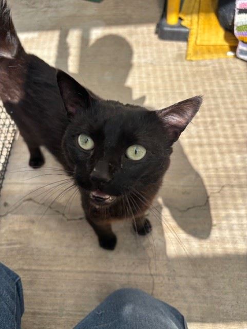 New cat listed for rescue at the Edinburgh Cat Protection League - Loki