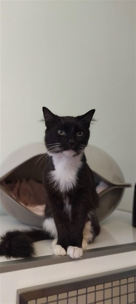 Pet Image