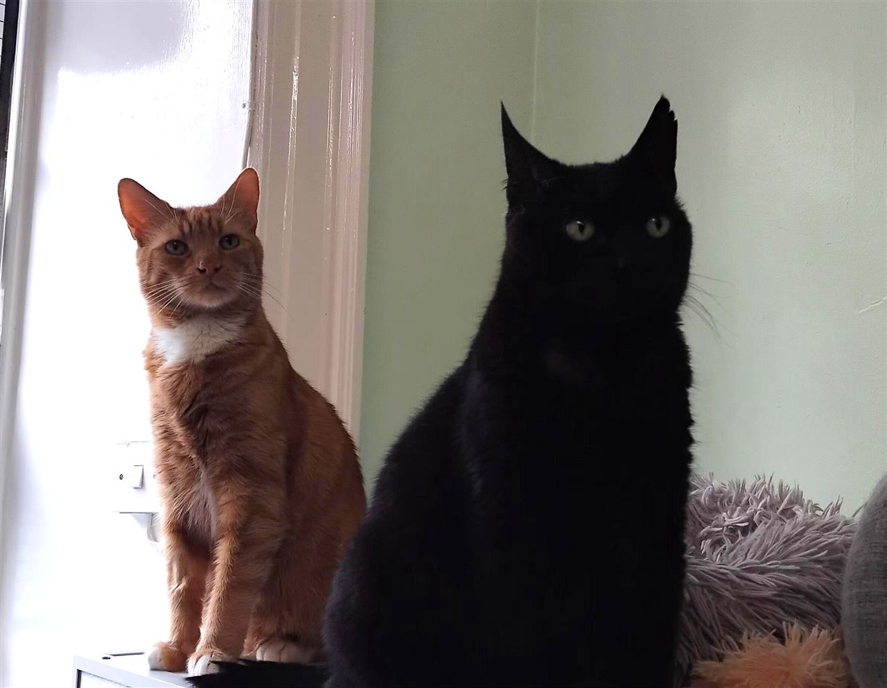 New cats listed for rescue at the Edinburgh Cat Protection League - Reggie and Barbara