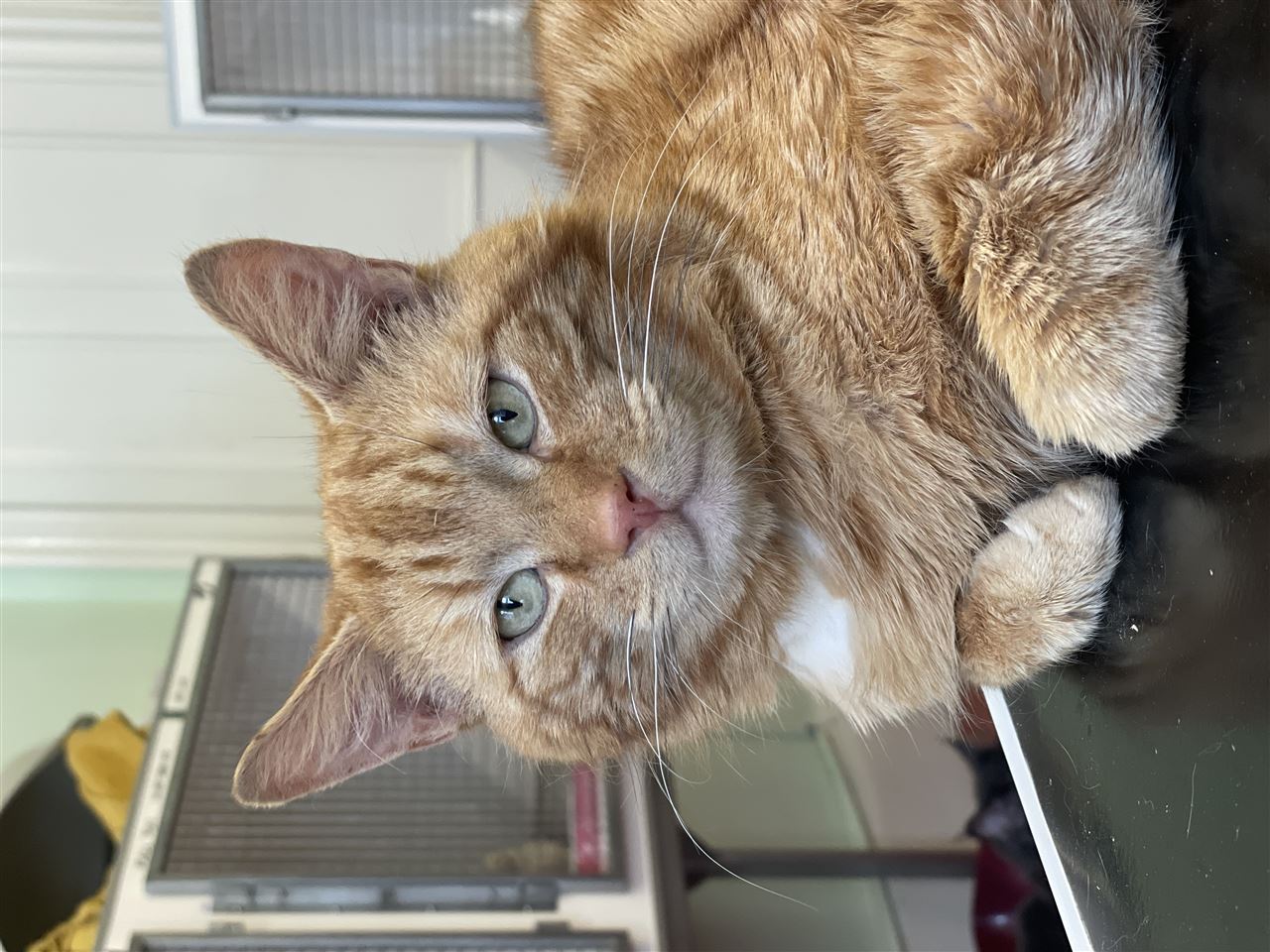 New cat listed for rescue at the Edinburgh Cat Protection League - Milo